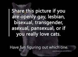 franklycats:  Share this picture if you are openly gay, lesbian, bisexual, transgender, asexual, pansexual, or if you really love cats.Have fun figuring out which one.