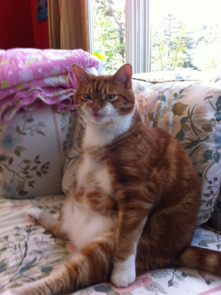 samuel-alexander:  I will never not reblog this angry cat. 