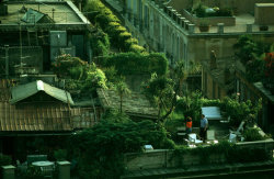 20aliens:  Italy, Rome. Roof terraces near Piazza di Spagna. 1984Thomas Hoepker 