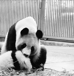 pandasgifs:   Baby Panda and her Mom (x)  