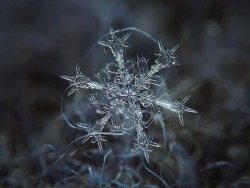 n1ghtwanderer:  Micro-photography of individual snowflakes by Alexey Kljatov 
