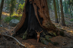 openbooks:  “Treehugger 6″Ari in Sequoia National Park, CA. November 2018.