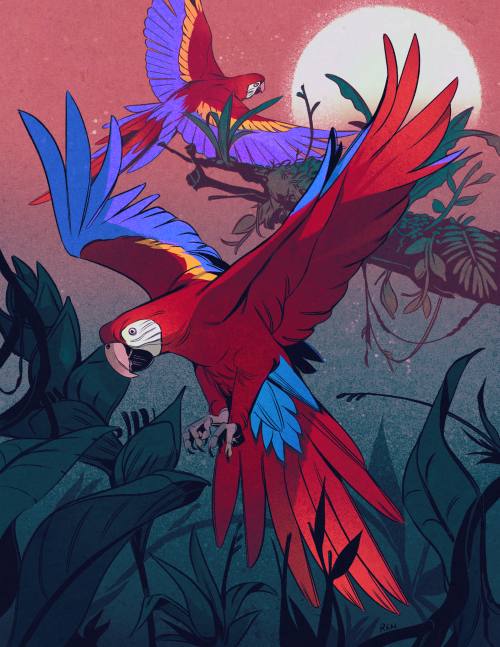 godzillabreath:Macaw sunset 