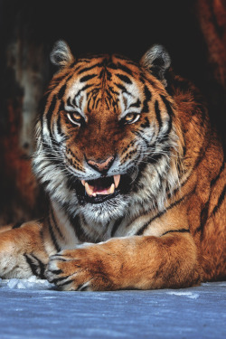 themanliness:Getting Hungry | Source | Facebook | Instagram   