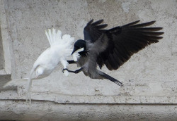 A black crow attacks one of the Pope’s white doves. 