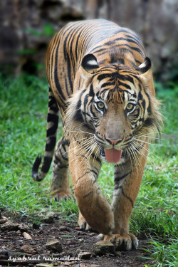 llbwwb:  Tiger Eyes by Syahrul Ramadan
