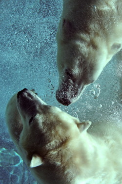 r2&ndash;d2:  Polar Bears by (Mark Philpott) 