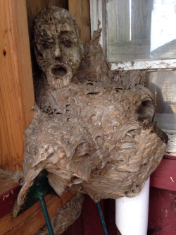 zooophagous:   sixpenceee:  A hornet nest