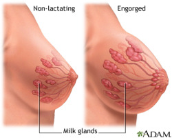 A diagram of how inducing lactation (or any lactation, for that matter) causes breast growth. For most, the swelling only lasts while you are producing milk. However, some are lucky enough to keep some of the growth after lactation.Keep the boobies growin