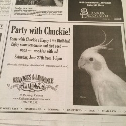 mynamemeanscloud:  fuckboymulder:  the hardware store is throwing a birthday party for a cockatiel today  That’s amazing.  