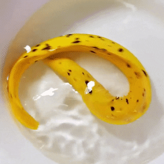 cromerholt:  nicepost:  seatrench:  This variant of the Goldentail / Bastard Moray is known as the Banana Eel due to its colouration and markings resembling a ripe banana. (source)   sorry the what? the what moray   scientist: let’s call you the…