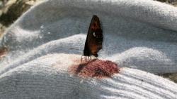 steffy-beff:sixpenceee:  The Madrilenial Butterfly is a blood-sucking species of butterfly. Although it eats nectar, it also drinks blood from the dead carcasses of animals.   hardcore