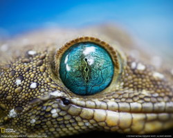 catalogosphere:  via: http://desktop-wallpapers.net/animals/national-goegraphic-green-eyed-gecko.html