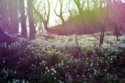 with-grace-and-yoghurt: I’ve Found A Magical Place Thousands, no, millions of snowdrops on a hill in a forest meadow. The most serene and Elfin place I’ve ever been.  By with-grace-and-yoghurt Read More