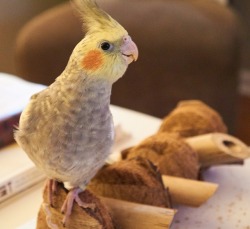 a-tiel-named-mallow: Psst- Mallow is a pretty boy. reblog to pass it on.