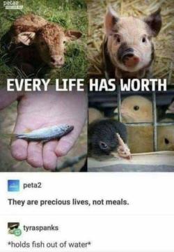 forever-memes:  Well who else could have saved a fish better from drowning than peta?