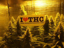 maconhadalata:  I LOVE THC
