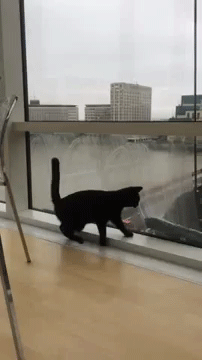 sizvideos:  This cat loves to play with a window washer (full video) 