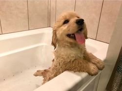 animalrates:It was his first bath &amp; he was extremely nervous but just look at how happy he is now. Brave pupper. 12/10
