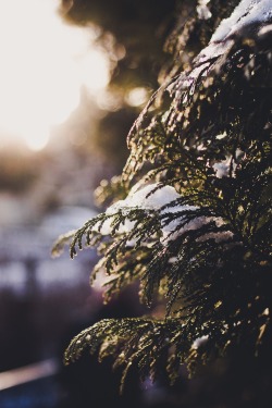 decepticun:  Snowy pine tree | by Philipp