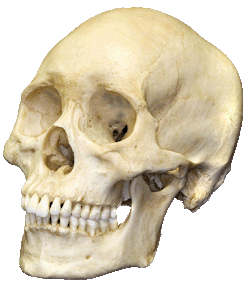 Transparent human skull