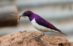 Astronomy-To-Zoology:  Violet Backed Starling (Cinnyricinclus Leucogaster) Also Known