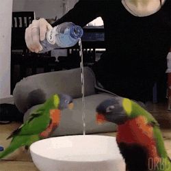 orbo-gifs:  Trying to open a portal to the birb dimension