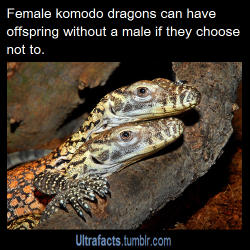 ultrafacts:  Source If you want more facts, follow Ultrafacts Through a process called Parthenogenesis  Komodo dragons&hellip; The original Feminazis&hellip; And yes I know the different between a feminist and a feminazi.