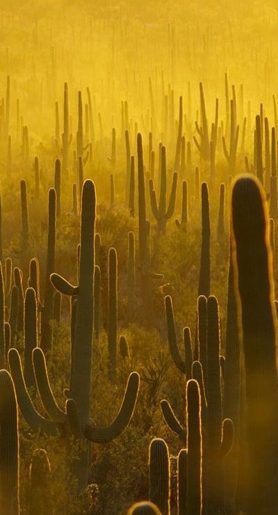Porn photo beautymothernature:  Cacti, Saguaro Natio