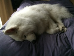 skookumthesamoyed:  It’s so tired in here! I love when he tucks all his paws together like this 