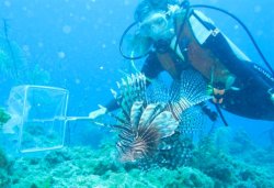 wyeasttokaala:  trynottodrown:  izzy-the-fish-girl:  Invasive lionfish: some good news at last! A new study confirms for the first time that we can fight back against alien lionfish in the Atlantic, leading to the recovery of native fish populations -