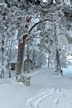 gyclli:  Snow Trees, Helsinki, Finland A Snowy Winter Path *** By MilaMai 