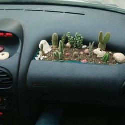 xeduo:  coolthingoftheday:  #indoorgardening  when ur airbags go off and u get a face full of cactus 