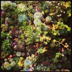 nickelsonwooster:  Succulents.  (at Flora Grubb Gardens)