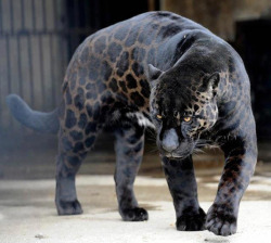 opcion:  A black panther is typically a melanistic