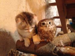 alexandra-stone:  asian:  paprika:  jigglypuffsvevo:  feathercut:  Kitten and owlet friendship (source)                      