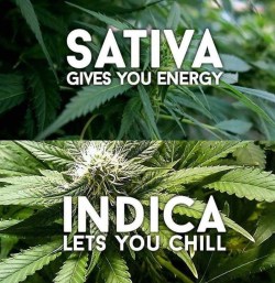 sensationelis:  Sativa/Indica