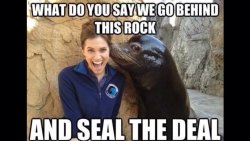 funniestpicturesdaily:  Sex Seals 