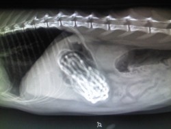 getoutoftherecat:  Just a friendly reminder to be careful what you leave out (rubberbands, qtips, string, jewelry, floss, etc). one reader’s cat swallowed 10-15 rubberbands. he made it out of surgery and he’s expected to make a full recovery, but