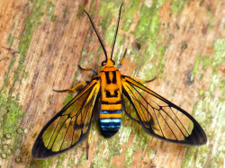 libutron:  Sapphire-tailed Clearwing - Loxophlebia nomia Loxophlebia nomia (Arctiidae - Ctenuchini) is a species of neotropical moth belonging to a group commonly referred to as tiger moths or wasp moths.  Members of the tribes Ctenuchini (like Loxophlebi