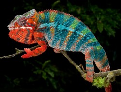 Multi-coloured mobile mini monster (the Panther Chameleon can grow up to 20&quot; in length and is native to north-eastern Madagascar)