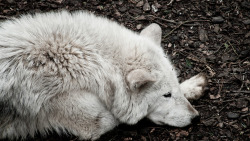 brutalgeneration:  Cotswolds 2012: Wolf thoughts (by mdiepraam) 