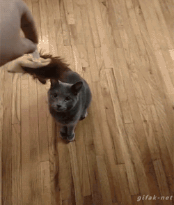 Tastefullyoffensive:video: Little Dog Tackles Cat To Steal Toy