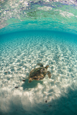suntans-n-bikinis:  p-u-r-p-l-e-mermaid:  100leaguesunderthesea:  Swimming with a green sea turtle in the lagoon of Conception Island by John Peltier  🌺🌞👙  Suntans-n-bikinis ❀✌☮☯ Follow Suntans-n-bikinis for that wicked Summer Vibe!! ❀✌☮☯