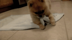 xalking:  sophiethevetstudent:  If only towel wrapping cats was this simple…  Self wrapping pupritto 