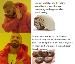tinysaurus-rex: earth-tooth: dont support industries that are driving animals to extinction thank you!  Already reblogged one of these but another reminder: don’t by nautilus shells! 