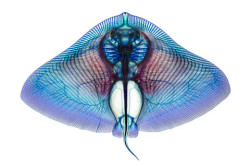 Strikingly delicate anatomical structures of fish, inside-out Adam Summers, the principal investigator of University of Washington’s Friday Harbor Laboratories, as well as its associate director, conducts a lot of work on cartilaginous fishes, as well