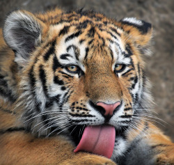 magicalnaturetour:  Photo “catlick (I)” by Klaus Wiese