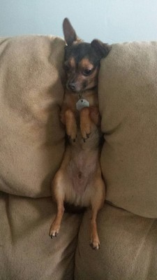 Emojustinyoung:  Emojustinyoung:  He Keeps Getting Stuck In The Couch  This Is My