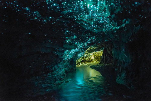 bradfordstgallen:   the waitomo caves of new zealand’s northern island, formed two million years ago from the surrounding limestone bedrock, are home to an endemic species of bioluminescent fungus gnat (arachnocampa luminosa, or glow worm fly) who in